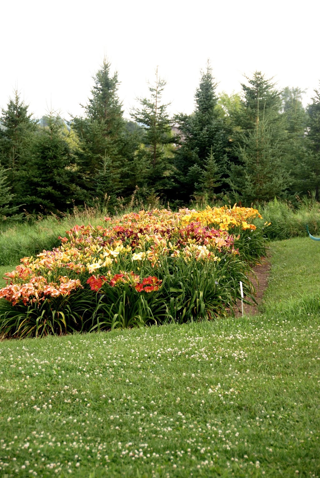 Nottawasaga Daylillies | Concession Rd 3, Creemore, ON L0M 1G0, Canada | Phone: (705) 466-2916