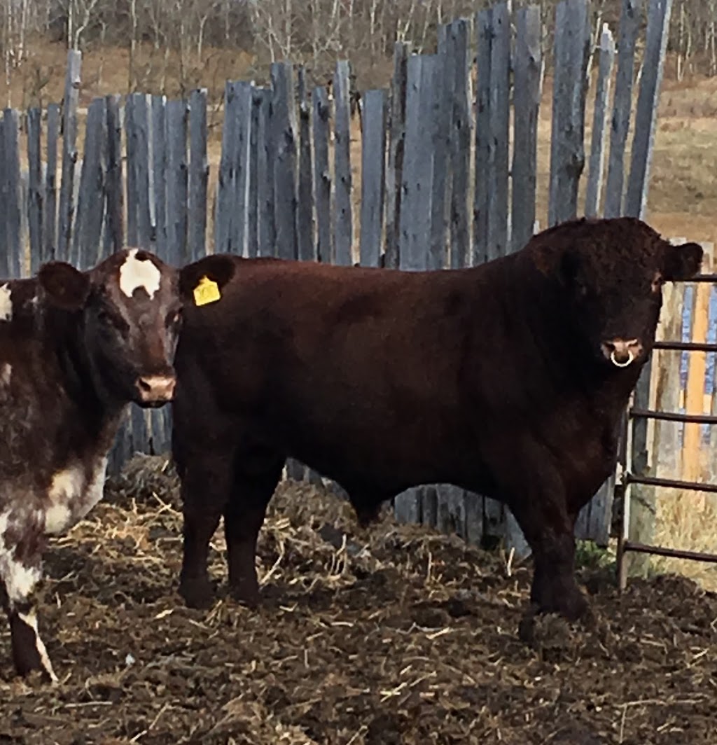 Prospect Hill Shorthorns | Township Rd 430, Meeting Creek, AB T0B 2Z0, Canada | Phone: (780) 877-2444