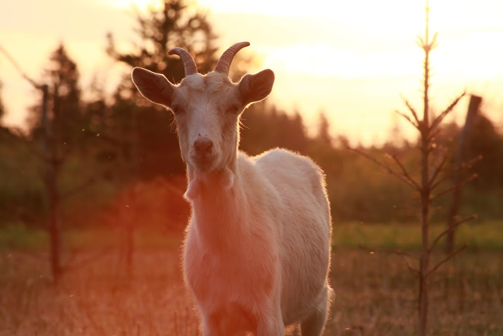 Emerald Isle Goat Creamery and Artisan Cheeses | 1231 Trans-Canada Hwy RR#1, Belle River, PE C0A 1B0, Canada | Phone: (902) 962-3497