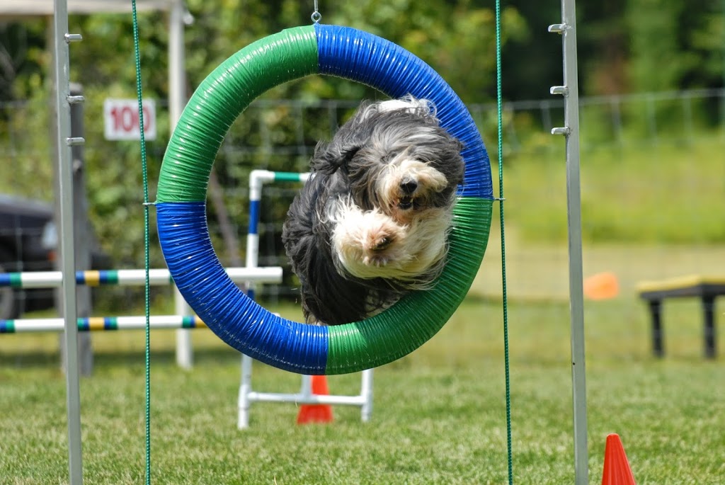 Paus-n-Train Agility & Obedience | 300 Lindsay Rd, Selwyn, ON K9J 0C5, Canada | Phone: (705) 740-0774