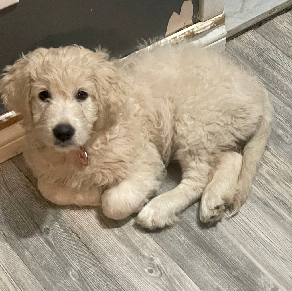 Goldendoodle Rive Nord | 334 Rue Sherbrooke, Sainte-Thérèse, QC J7E 2C7, Canada | Phone: (514) 436-6689