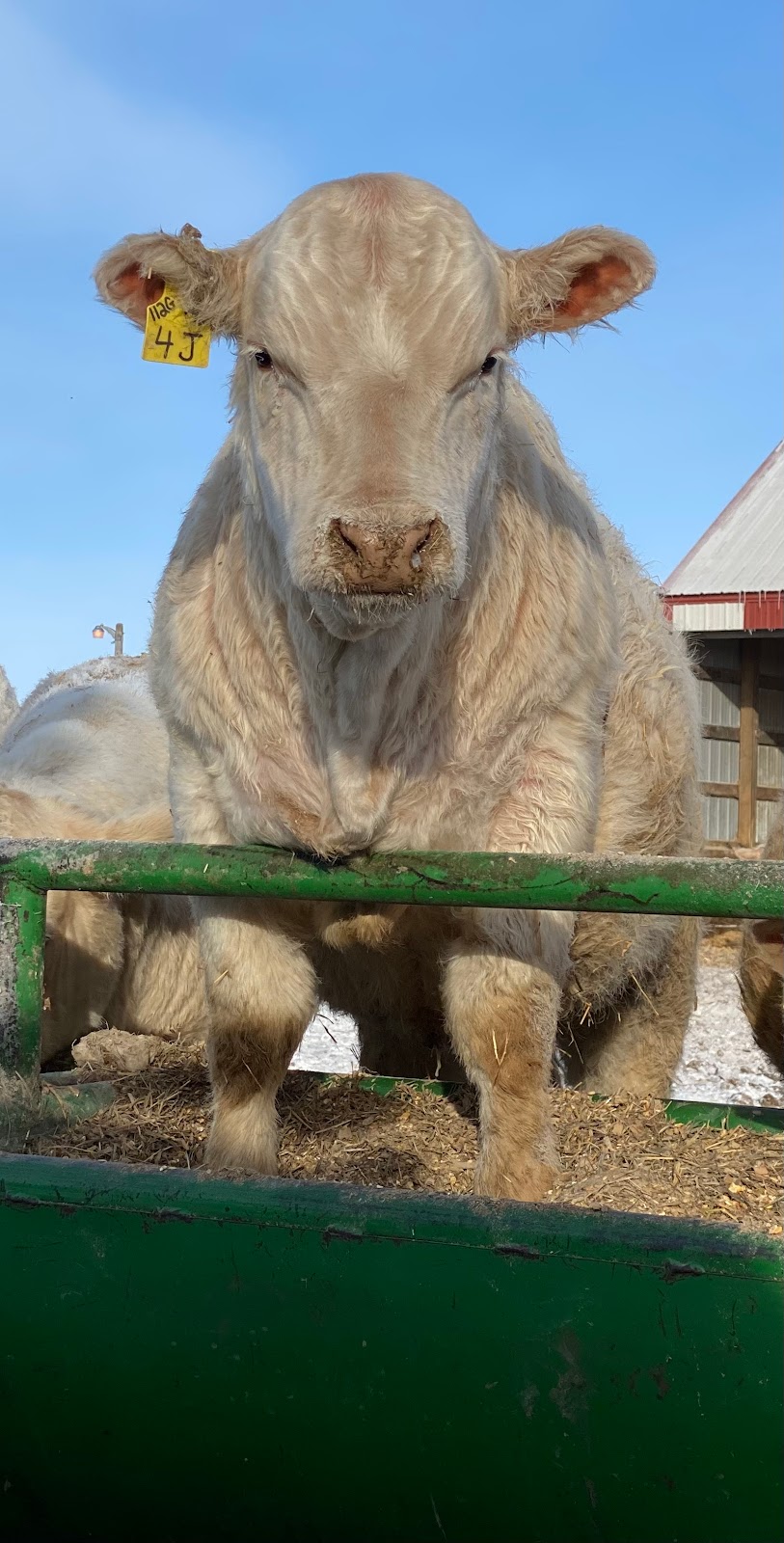 C2 Charolais | Box 237, La Rivière, MB R0G 1A0, Canada | Phone: (204) 242-4448