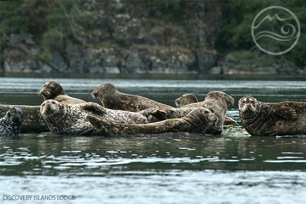 Discovery Islands Lodge | Surge Narrows Rd, Quadra Island, Surge Narrows, BC V0P 1W0, Canada | Phone: (250) 285-2823