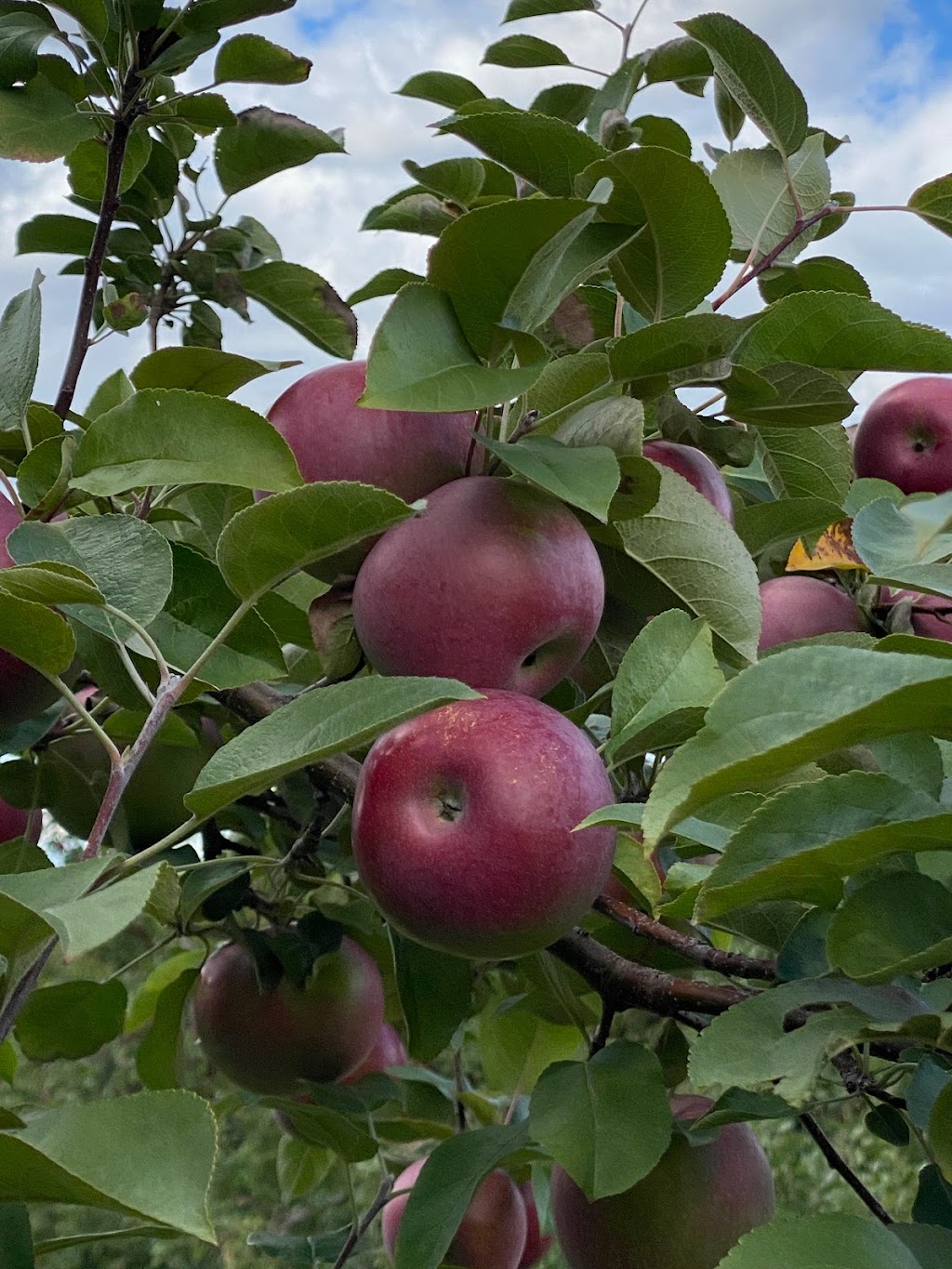 Le Flanc Nord - Orchard & Cidery | 835 Chem. Rouillard, Mont-Saint-Hilaire, QC J3H 0K4, Canada | Phone: (450) 464-7432