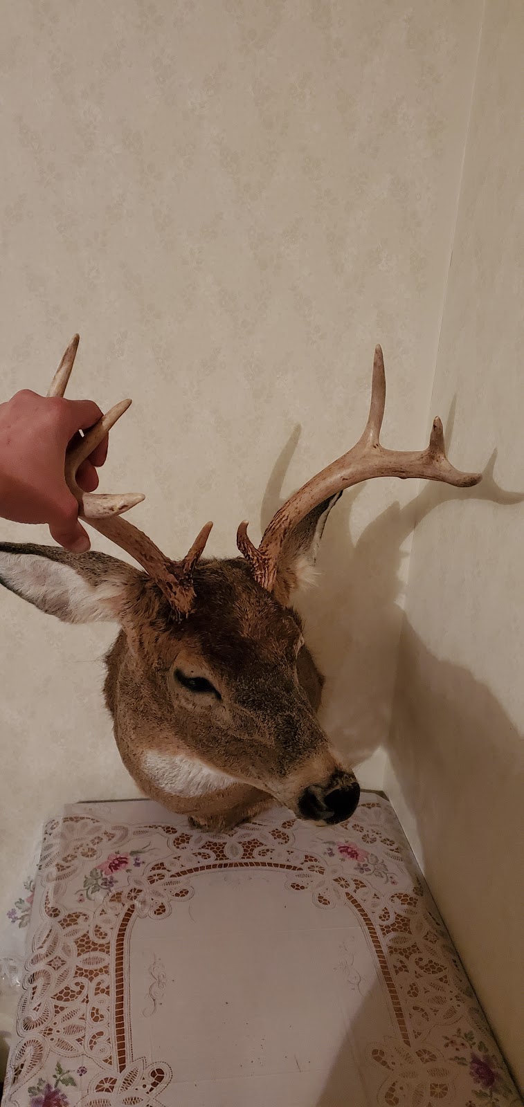 J.J.s Taxidermy | 403457, Grey County Rd 4, Priceville, ON N0C 1K0, Canada | Phone: (519) 369-4932