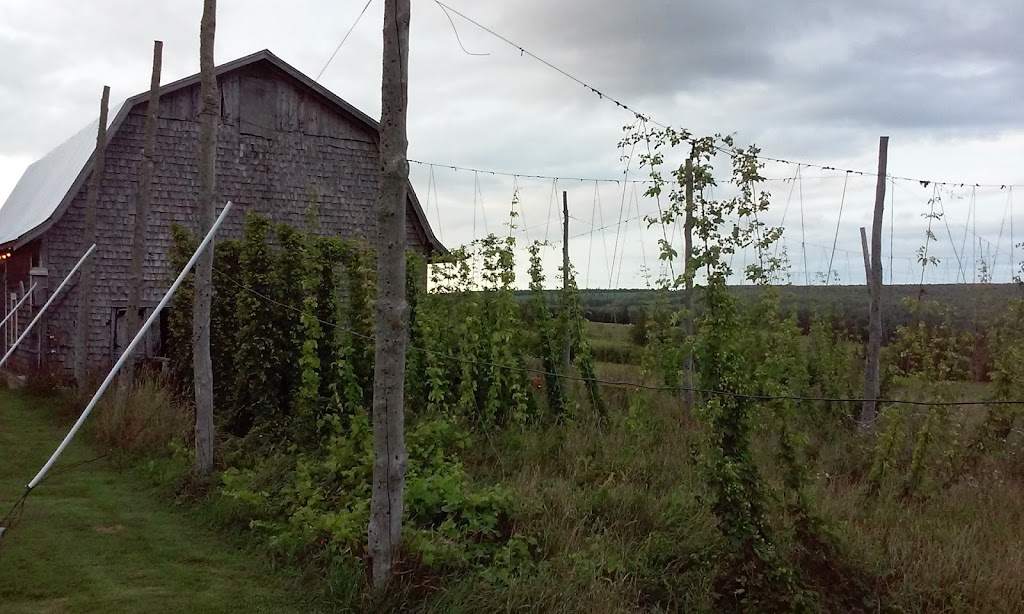 Barnone Brewery and Hop Farm | 4248 Route 225, Breadalbane, Prince Edward Island C0A 1E0, Canada | Phone: (902) 303-2923