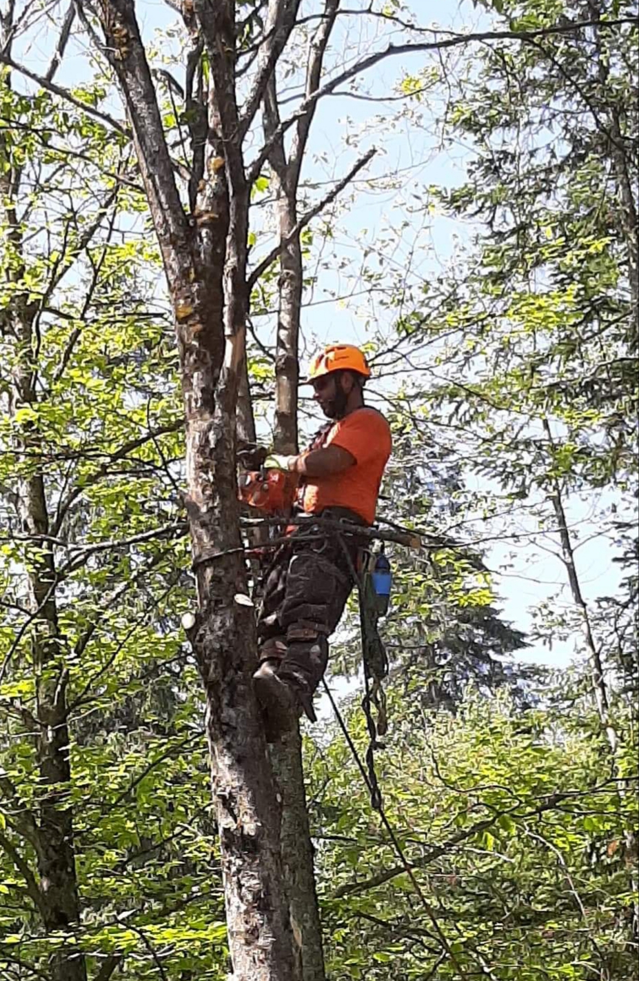 Quebec Pruning—Tree Services | 1820 Bd Bastien, Québec, QC G2B 1C5, Canada | Phone: (418) 952-8685