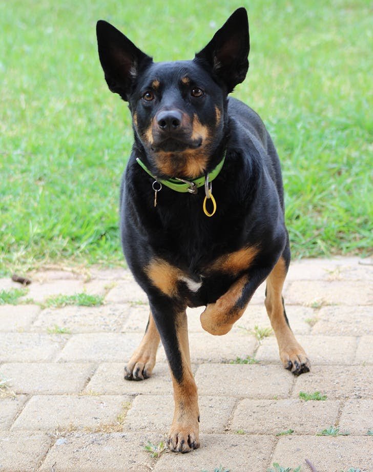 Doberman Rescue | 10911 ON-9, Caledon, ON L7E 0G5, Canada | Phone: (416) 562-5019