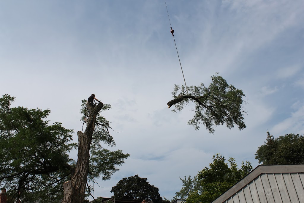 The Urban Arborist Inc. | 3-3 Brewster Rd, Brampton, ON L6T 5G9, Canada | Phone: (416) 833-6467