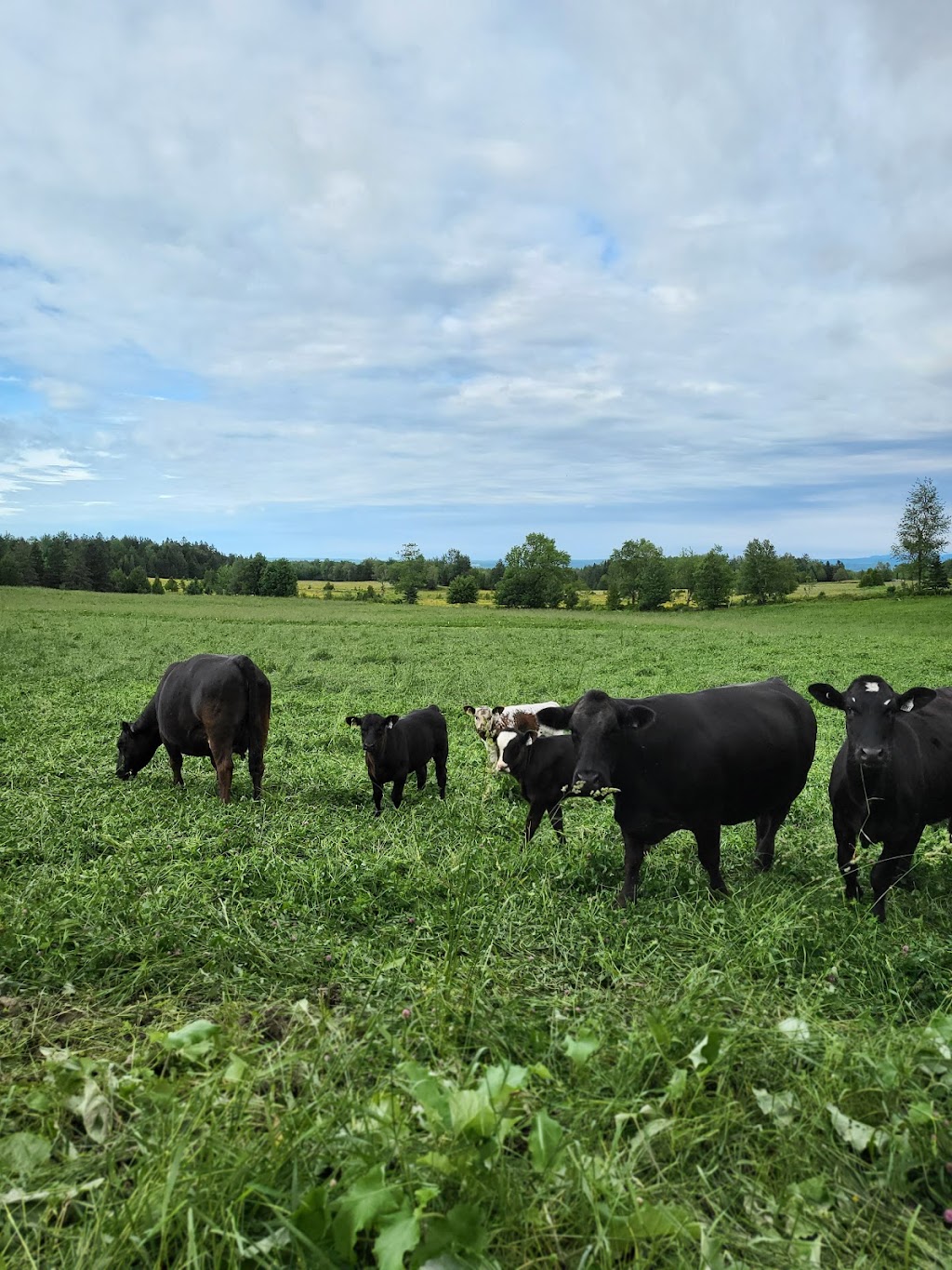 Ranch Jordan Hill | 475 Chem. Jordan Hill, Cookshire-Eaton, QC J0B 1M0, Canada | Phone: (819) 993-3220