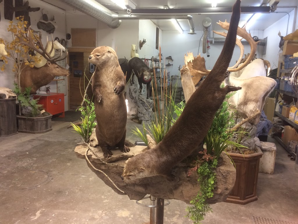 Orion Taxidermy | 1175 Athabasca St E, Moose Jaw, SK S6H 0N4, Canada | Phone: (306) 692-4653