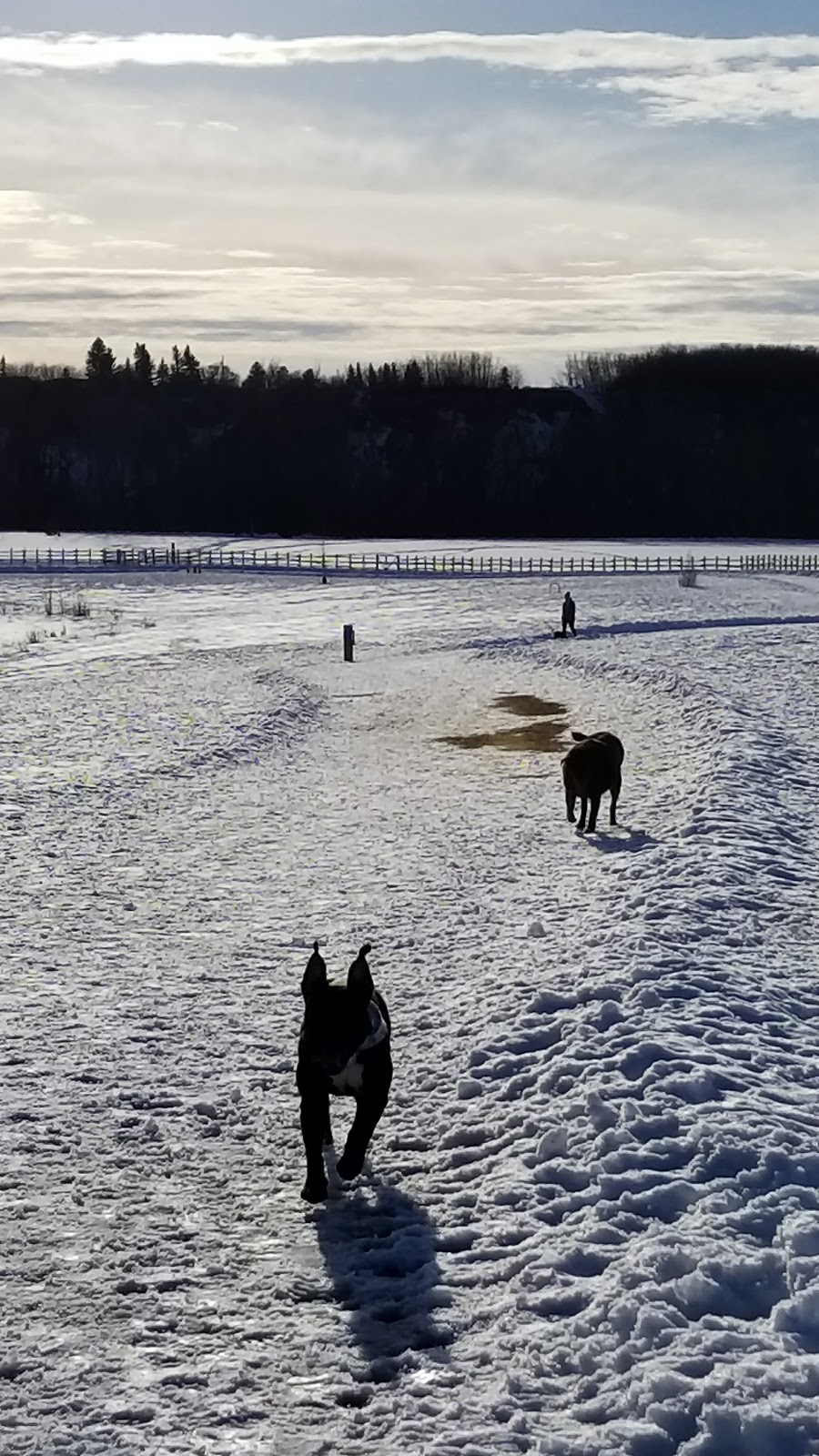 West Rivers Edge Dog Park | Pointe Aux Pins Rd, Fort Saskatchewan, AB T8L 2C5, Canada | Phone: (780) 992-6200