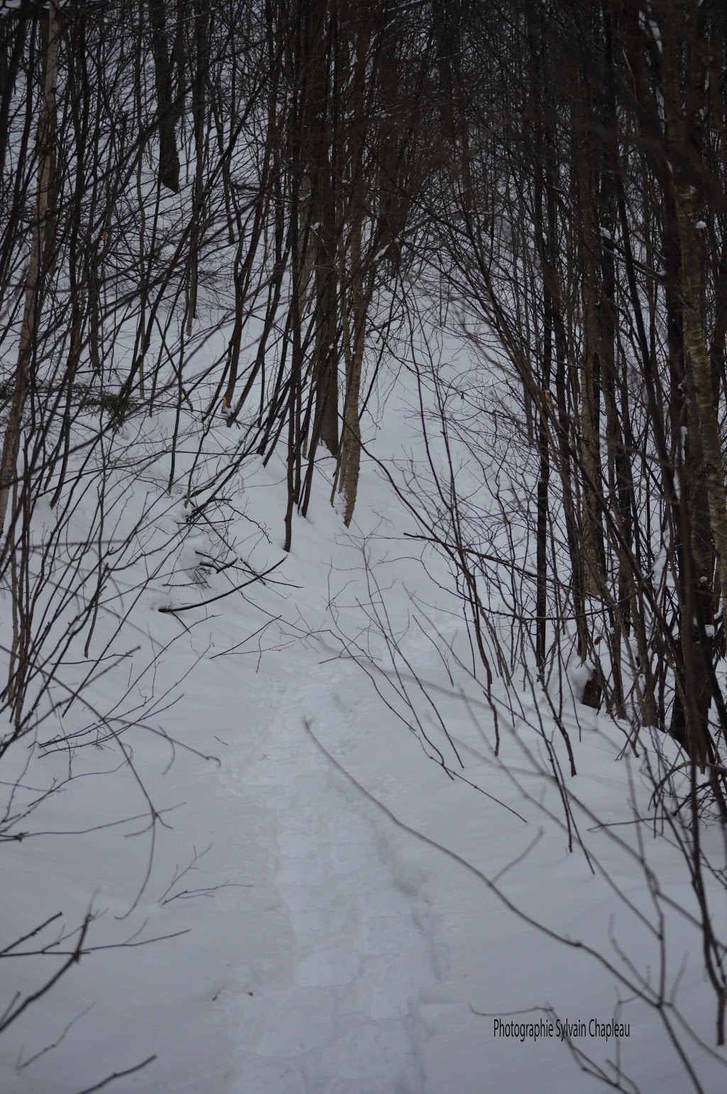 lac Dupuis | 1E0, 32-40 Chemin Fridolin-Simard, Estérel, QC J0T 1E0, Canada