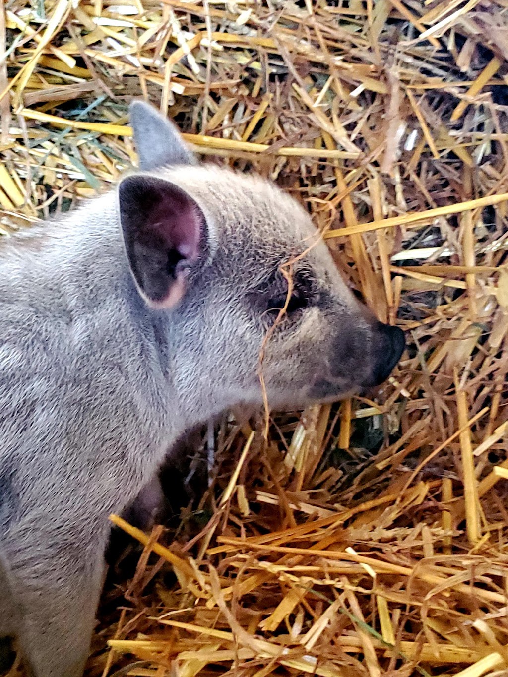 Canadian Mangalitsa Farms | 1717 County Rd 38, Campbellford, ON K0L 1L0, Canada | Phone: (289) 890-0438