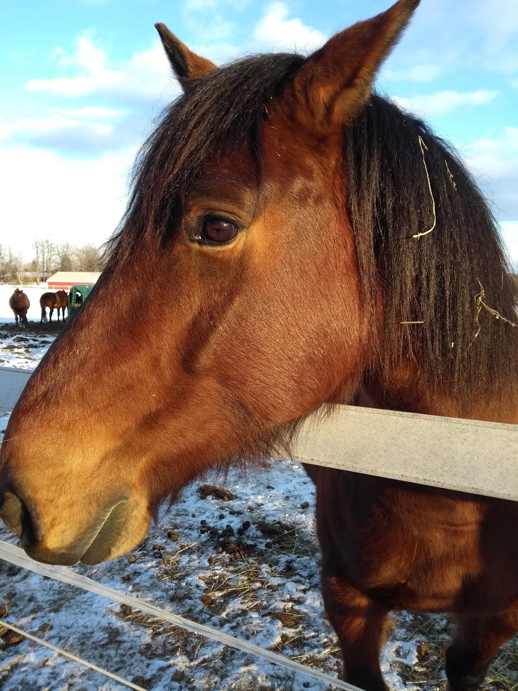 Hardings Horse Haven | 4998 6th Line, Erin, ON N0B 1T0, Canada | Phone: (905) 691-8980