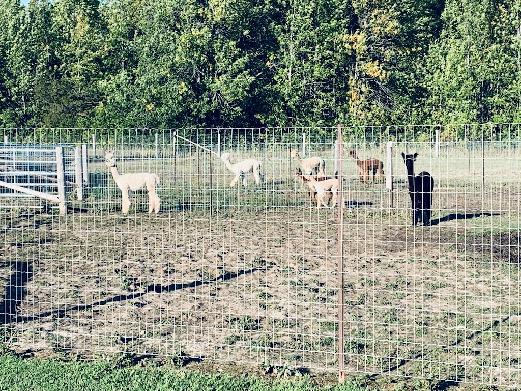 Silver Birch Alpacas | 4650 County Rd 9, Greater Napanee, ON K7R 3K8, Canada | Phone: (416) 802-7750