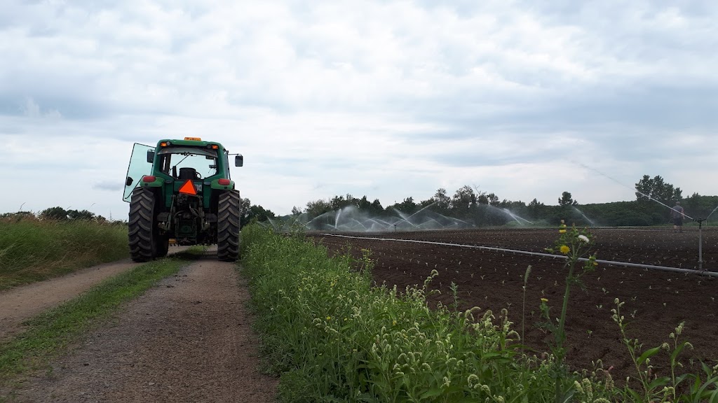 Les Fermes Denis Lauzon & fils inc. | 896 Rang de la Fresnière, Saint-Eustache, QC J7R 0G4, Canada | Phone: (450) 473-4412