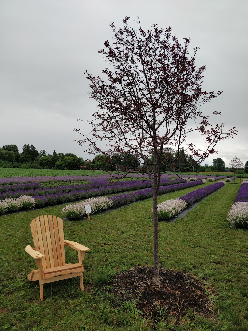 South Bay Fields Lavender Farm | 7527 36/37, Nottawasaga SR, Collingwood, ON L9Y 3Z1, Canada | Phone: (705) 445-8218