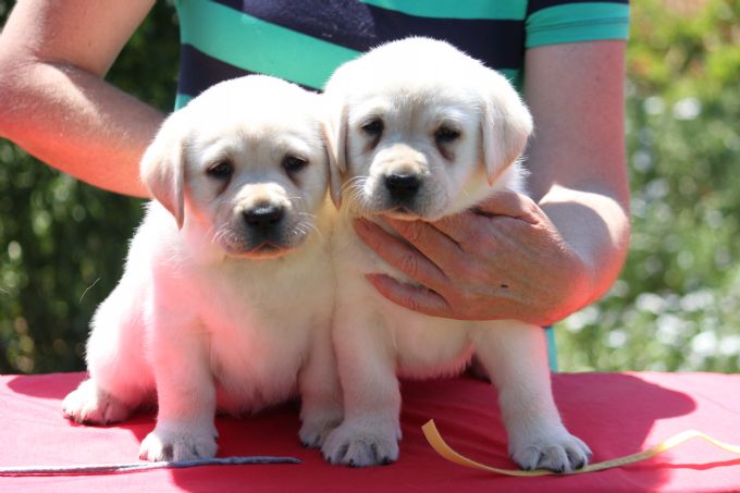 Perfect Retriever Puppies | 4200 Perivale Rd, Mississauga, ON L5C 3Y5, Canada | Phone: (810) 442-5470