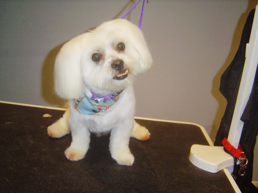 Paw Tyme Dog Grooming & Spa | 45 Heritage Ct, Barrie, ON L4N 0E7, Canada | Phone: (705) 717-7504