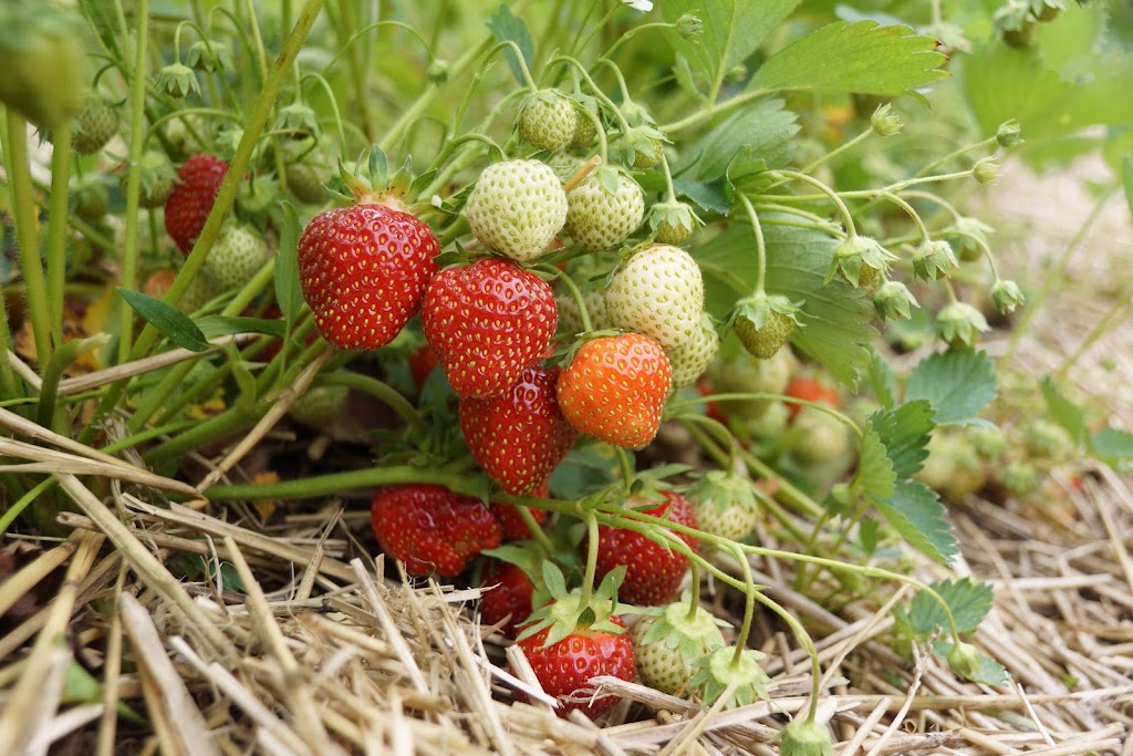 Heemans - Pick Your Own Strawberry Patch | 20298 Nissouri Rd, Thorndale, ON N0M 2P0, Canada | Phone: (519) 461-1416