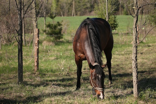 Domaine Brownville | 305 Mnt du Ruisseau Norton, Sainte-Clotilde-de-Châteauguay, QC J0L 1W0, Canada | Phone: (514) 826-4592