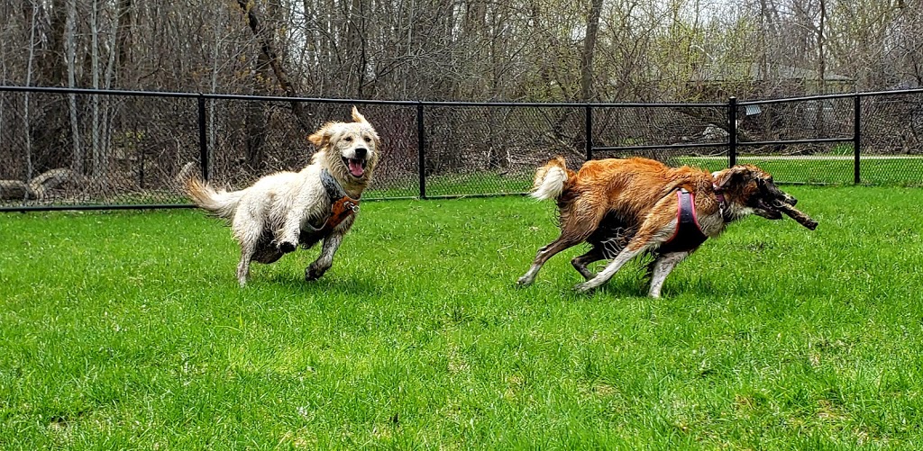 Treetops Dog Walking | 77 Willoughby Way N, Alliston, ON L9R 0P4, Canada | Phone: (437) 344-6556