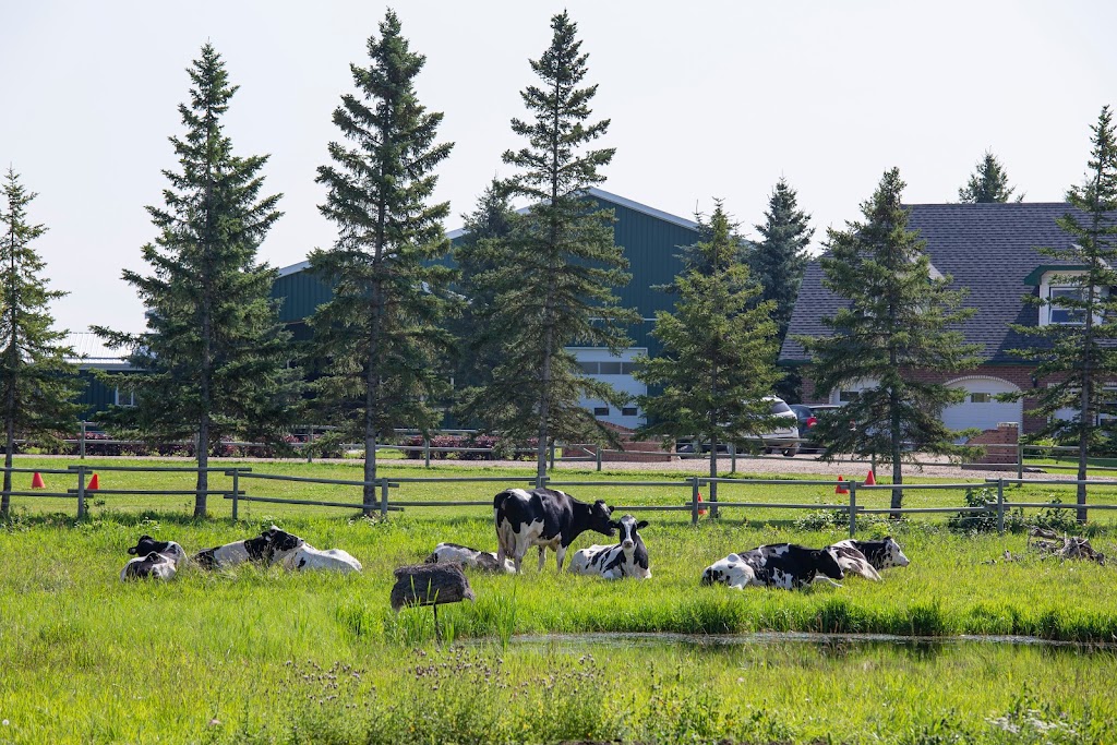 Black & White Dairy / Muilwijk Friesians | 40025 Range Road 280, AB T4M 0W8, Canada | Phone: (403) 885-0345