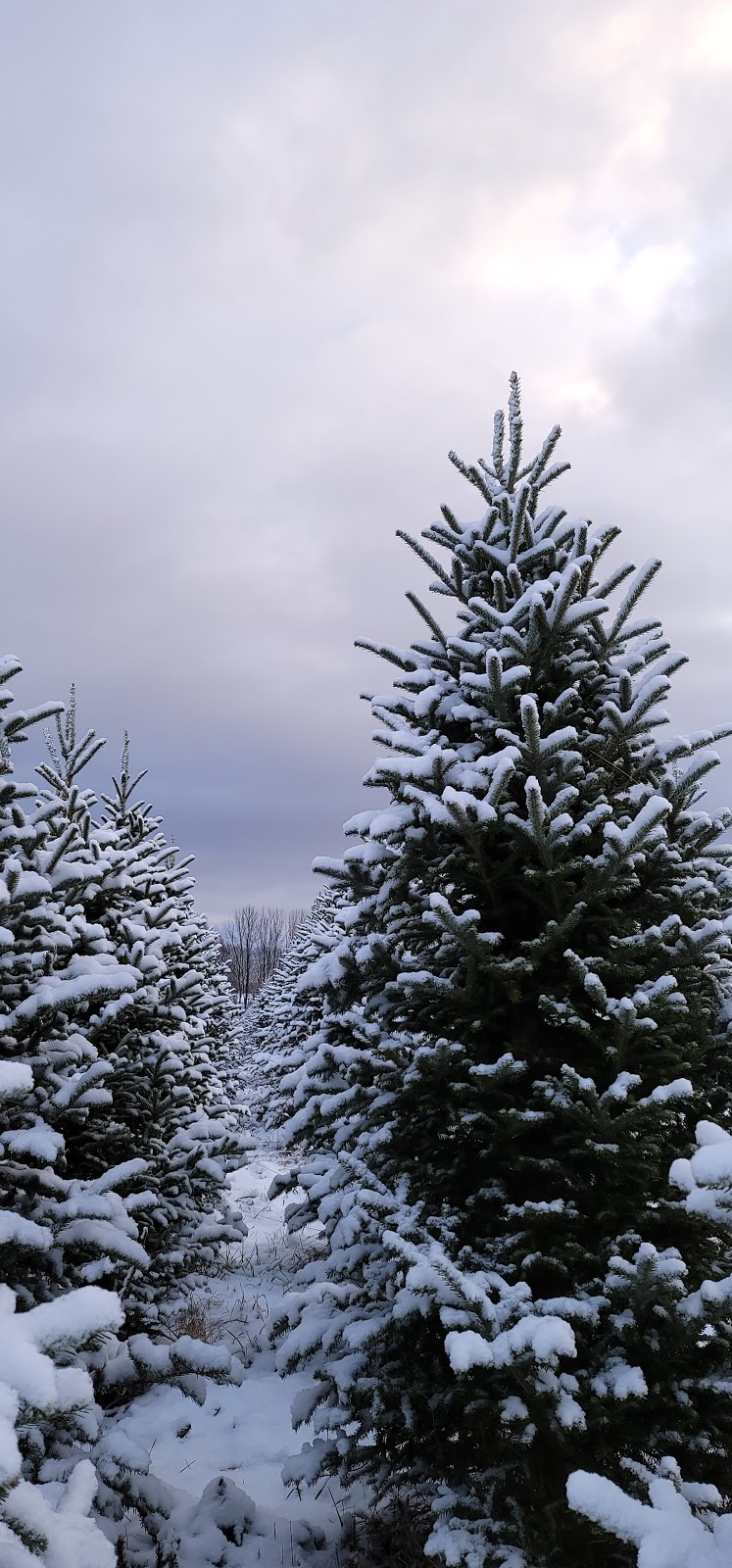 Georgian Bay Tree Farms | 6073 Line 4 N, Oro-Medonte, ON L4R 4K3, Canada | Phone: (647) 278-3225