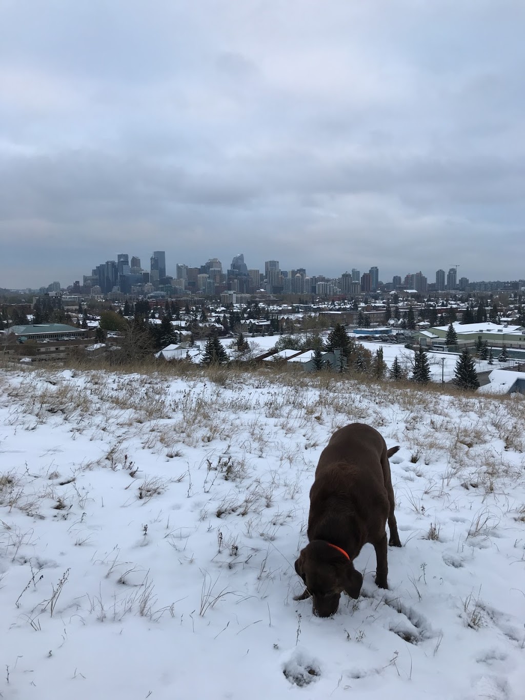 West Hillhurst off-leash area WHL-001 | 1025 19 St NW, Calgary, AB T2N 3V6 19 St NW, Calgary, AB T2N 3V6, Canada