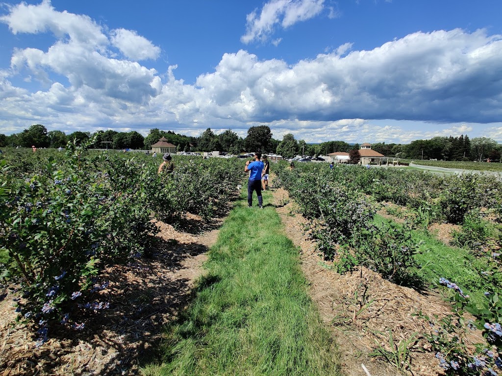 Wilmot Orchards Inc | 3337 Concession Rd 3, Newcastle, ON L1B 0N1, Canada | Phone: (905) 987-5279