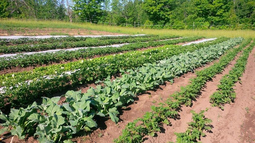 Persephone Market Garden | Allenford, ON N0H 1A0, Canada | Phone: (519) 935-3005