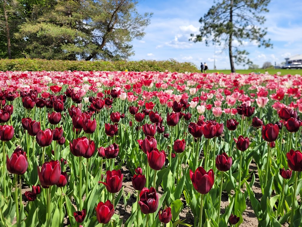 Canadian Tulip Festival | Queen Elizabeth Driveway, Ottawa, ON K1S 5K7, Canada | Phone: (800) 668-8547