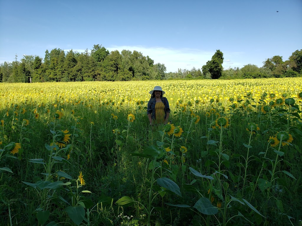 Sunrise Sunflower Farm | 1846 ON-6, Hamilton, ON L8N 2Z7, Canada | Phone: (215) 723-9512