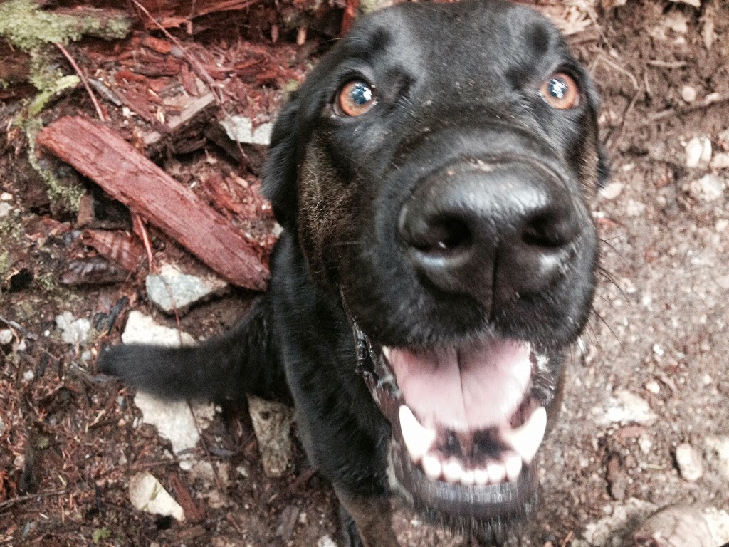 Squamish Dog Walking and Boarding, "Annie Let the Dogs Out" | 40340 Aristotle Dr, Squamish, BC V8B 0V5, Canada | Phone: (604) 892-8005