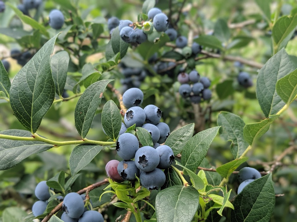 La Vallée bleue Distillerie et Bleuetière | 747 1e Rang, Val-Alain, QC G0S 3H0, Canada | Phone: (418) 271-3063