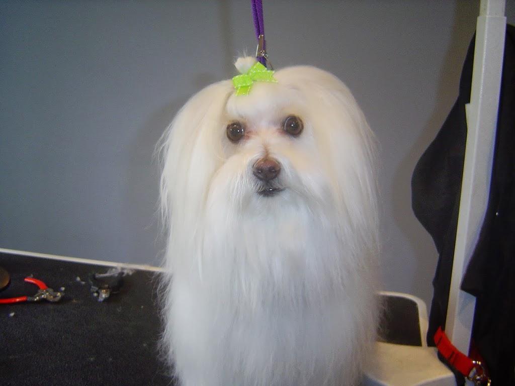 Paw Tyme Dog Grooming & Spa | 45 Heritage Ct, Barrie, ON L4N 0E7, Canada | Phone: (705) 717-7504