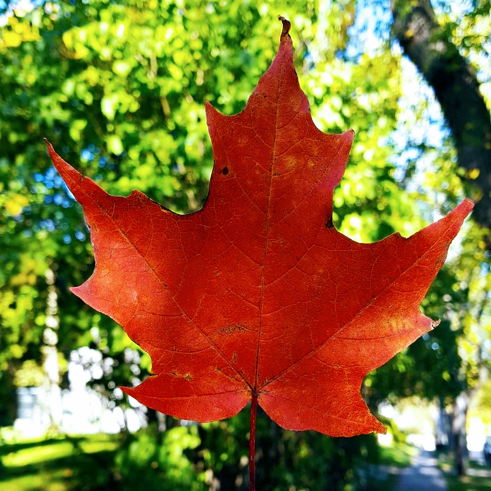 Takeya Japanese Acupuncture | 225 Spinnaker Dr, Halifax, NS B3N 3C3, Canada | Phone: (902) 412-3393