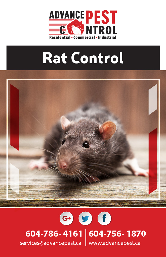 Richmond Advance Pest Control | 10540 Finlayson Dr, Richmond, BC V6X 1W6, Canada | Phone: (604) 786-4161