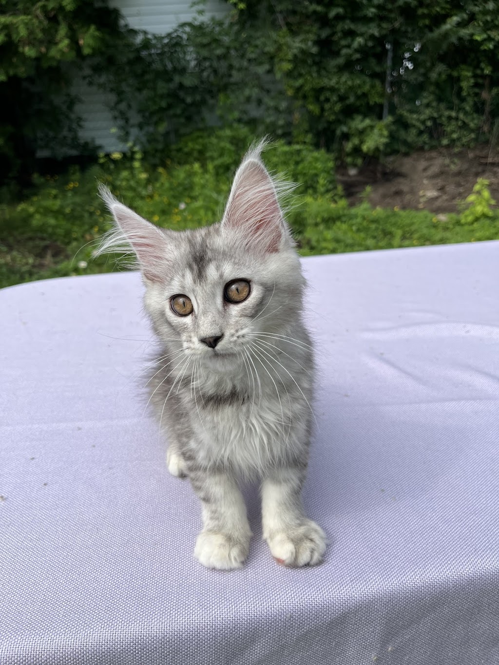 Mycoon, chatterie des Mainecoon | 4e Av, Deux-Montagnes, QC J7R 3B8, Canada | Phone: (438) 969-0380