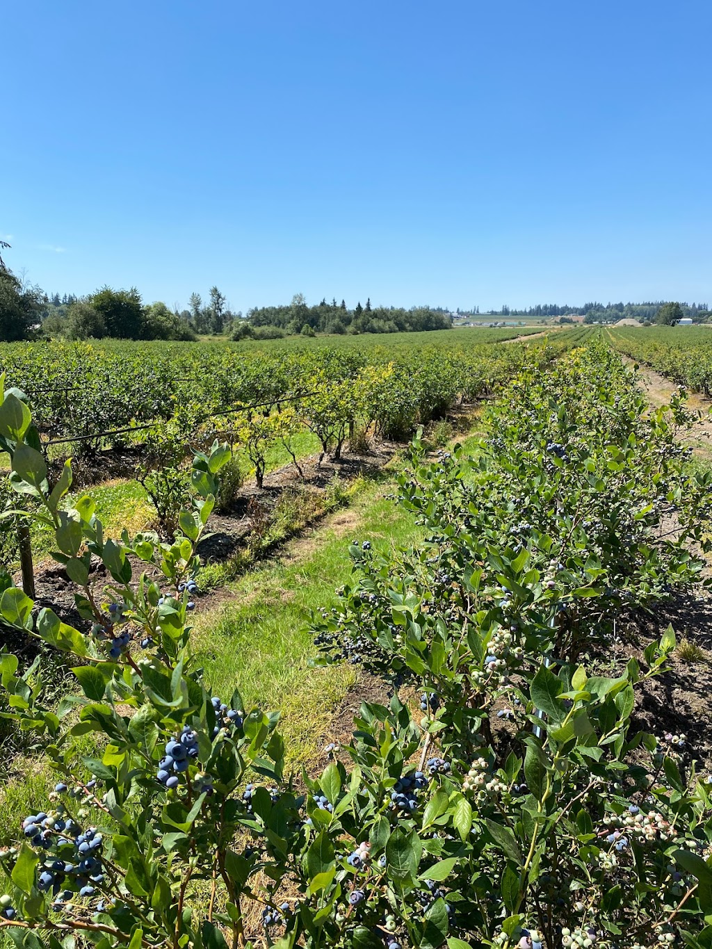 Grandpa’s Blueberry Farm | 1857 232 St, Langley Twp, BC V2Z 2Z6, Canada | Phone: (778) 858-8147