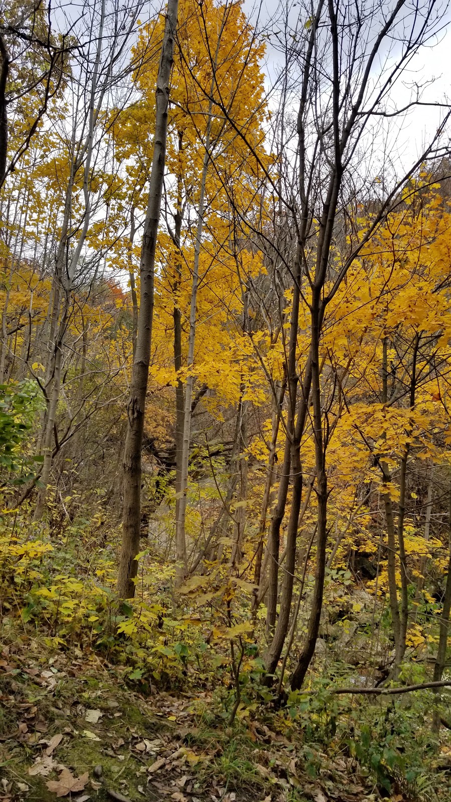 Lower Sydenham Falls | Flamborough, Hamilton, ON L9H 7R7, Canada