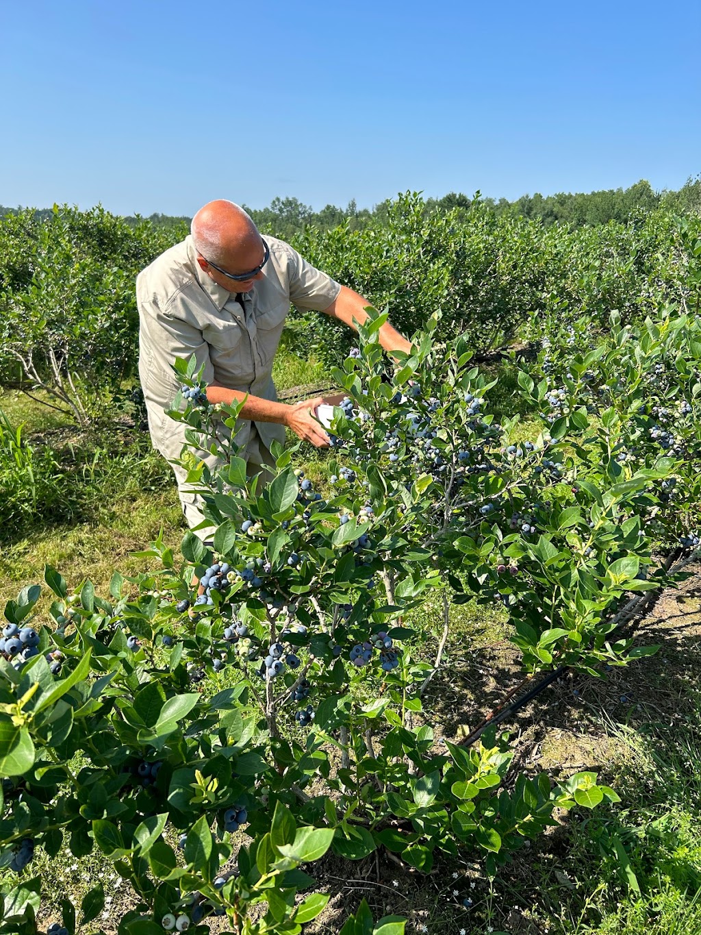 Ramsays Blueberries | 1081 NB-885, Petitcodiac, NB E4Z 4T7, Canada | Phone: (506) 750-1234