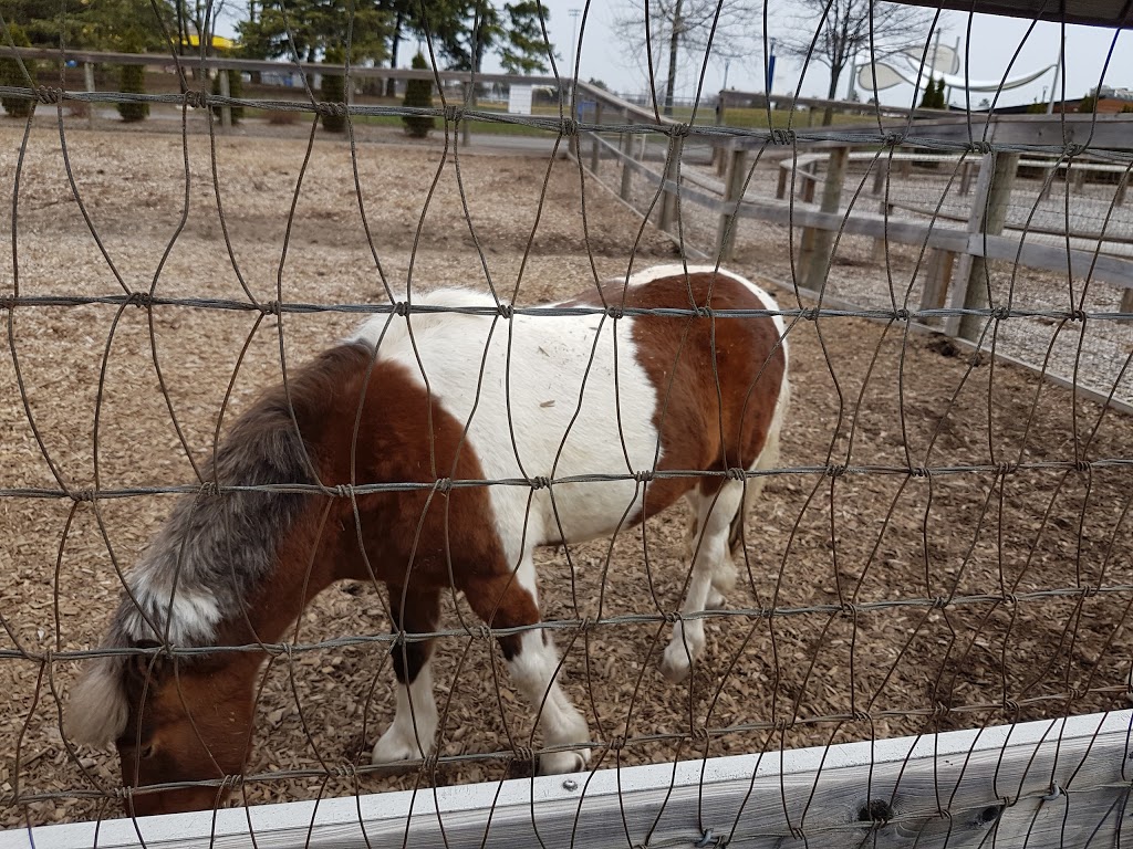 Chinguacousy Park Petting Zoo | 9050 Bramalea Road Central Park Drive & Queen Street East, Brampton, ON L6S 6H1, Canada | Phone: (905) 458-6555