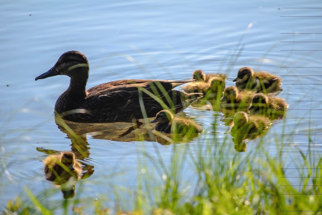 Centre Plein-Air Camp 3063 | 16 Chemin du Lac Grenon, Messines, QC J0X 2J0, Canada | Phone: (819) 465-2459