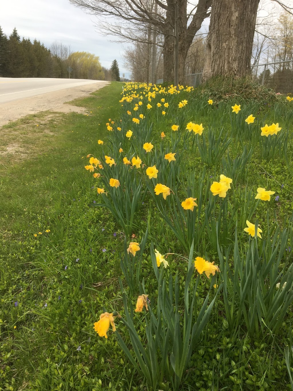 Mount Pleasant Cemetery | 178235, Grey County Rd 17A, Owen Sound, ON N4K 5N4, Canada | Phone: (519) 376-2729