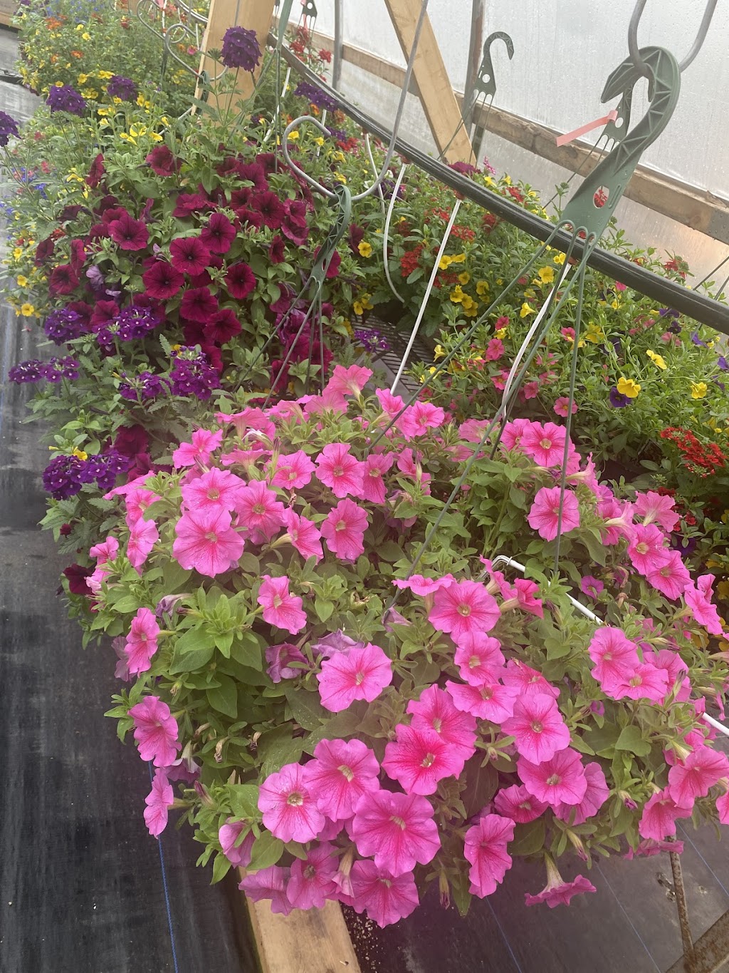 Grand Valley Nursery | 29655 Fraser Hwy, Abbotsford, BC V4X 1H2, Canada | Phone: (778) 878-7404