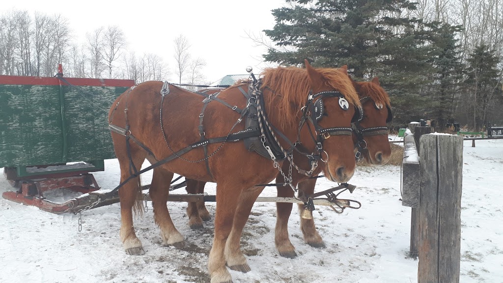 Timber Trails Tree Farm | 35101 Rd 28N, Steinbach, MB R5G 1S5, Canada | Phone: (204) 434-9812