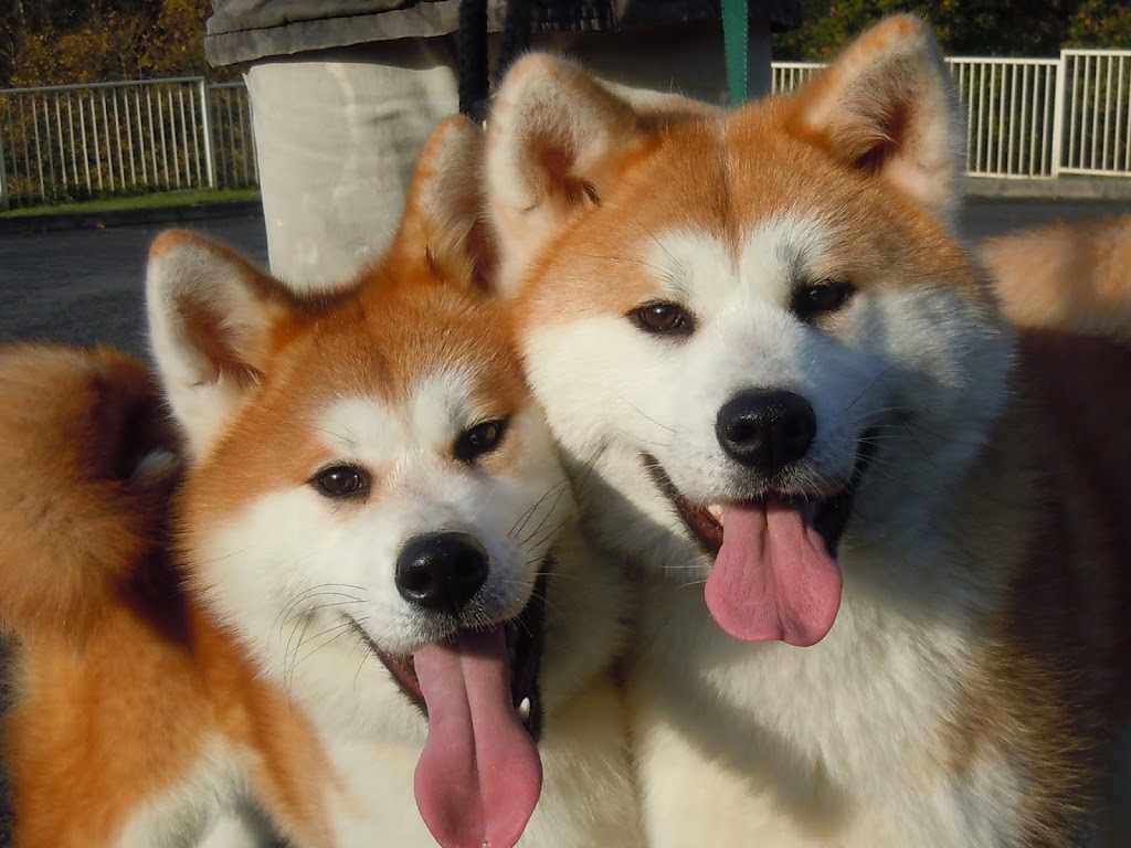 Akita Inu Canada | 6860 Rue du Grand Duc, Laval, QC H7L 4Z5, Canada | Phone: (438) 388-1774