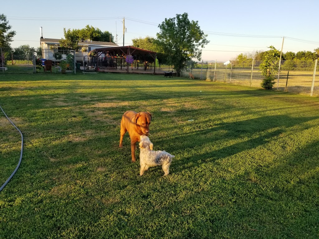 Pension Canines Du Bassetarium | 2400 Chemin de la Grande Ligne, Carignan, QC J3L 0K9, Canada | Phone: (450) 572-0420